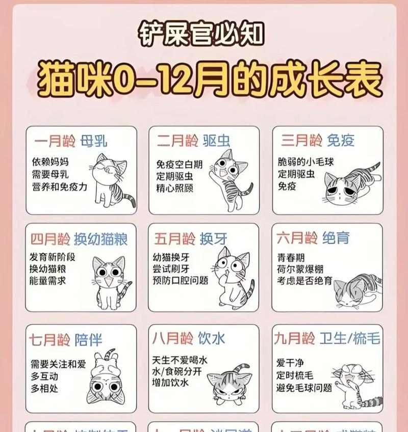 两个月大猫咪的成长变化与行为特点解析