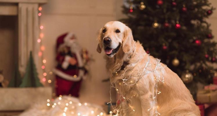 科学锻炼金毛犬护关节防损伤指南