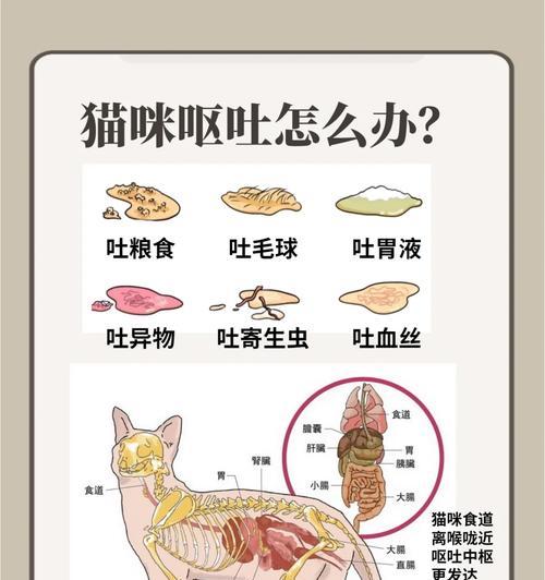 小猫咪呕吐原因及应对指南，科学护理促康复