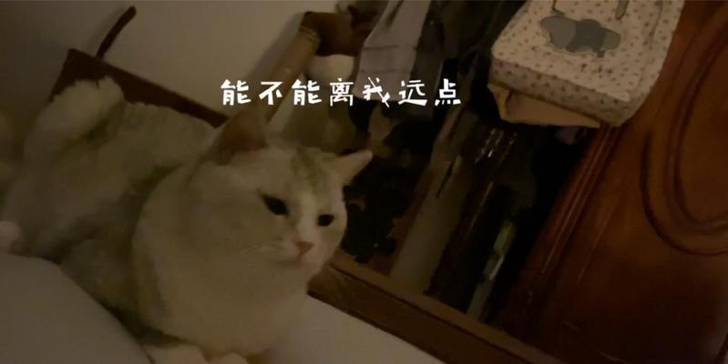 大猫不愿喂奶怎么办？实用解决方案全解析