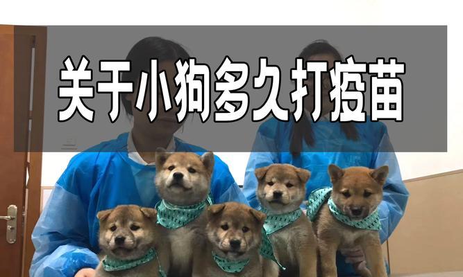 狗狗接种疫苗后安全出门时间指南