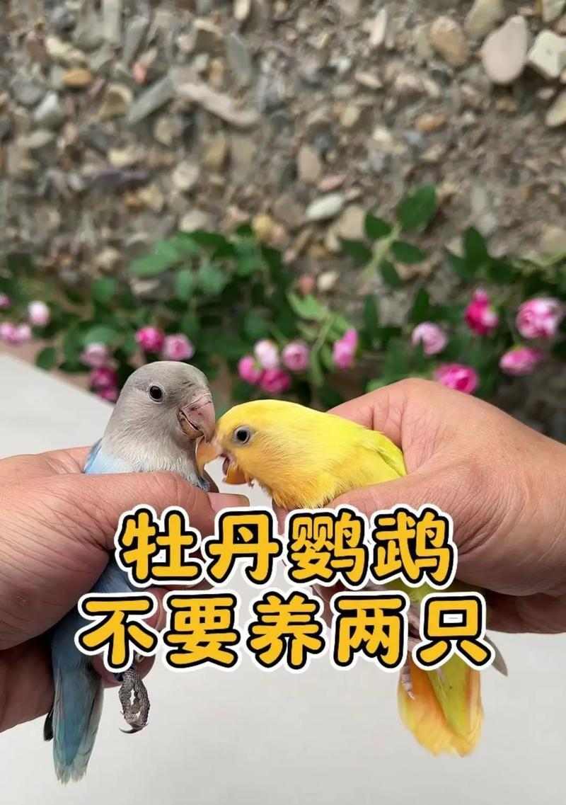 牡丹鹦鹉价格高原因分析