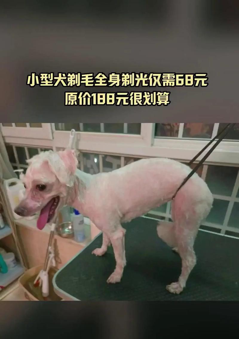 泰迪剃毛所需时间及影响因素详解