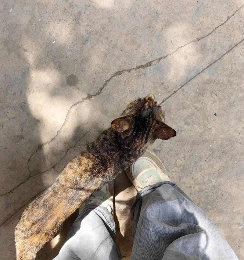猫咪突然变得安静：10个常见表现及对策