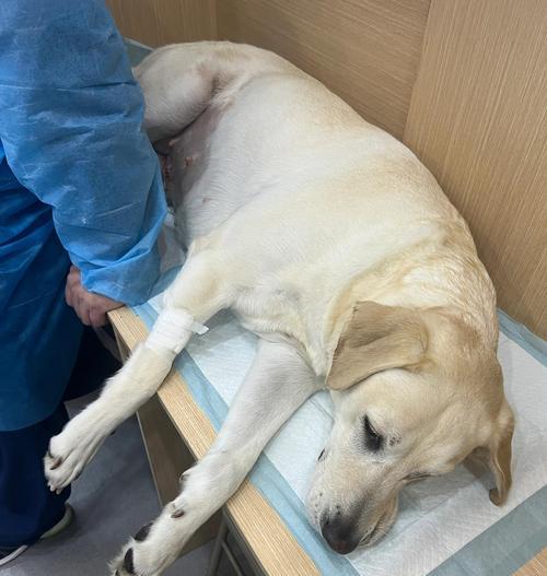 狗狗子宫蓄脓症状与科学应对方法