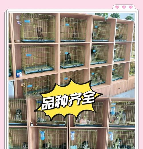 太原宠物交易市场热门宠物品种推荐