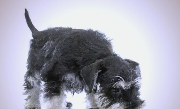雪纳瑞犬为何成为家庭宠物首选