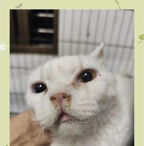 小猫持续流鼻涕不打喷嚏的常见原因与应对方法