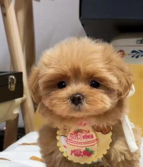 不掉毛犬种推荐：低掉毛宠物选择指南
