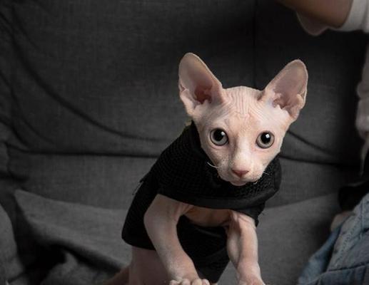 无毛猫智商优势背后隐藏的饲养挑战