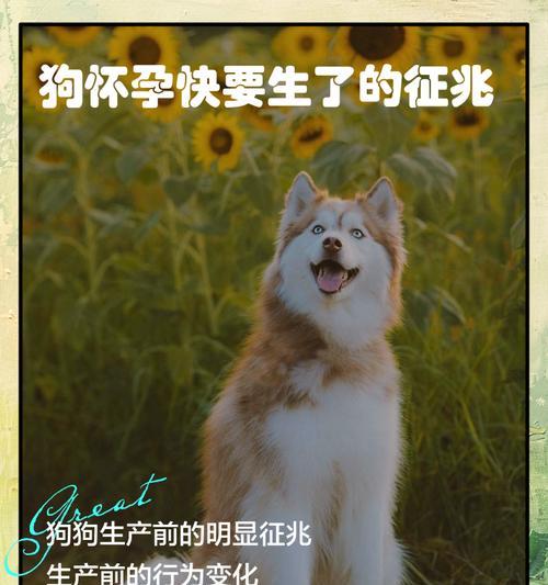 狗狗生产周期全解析
