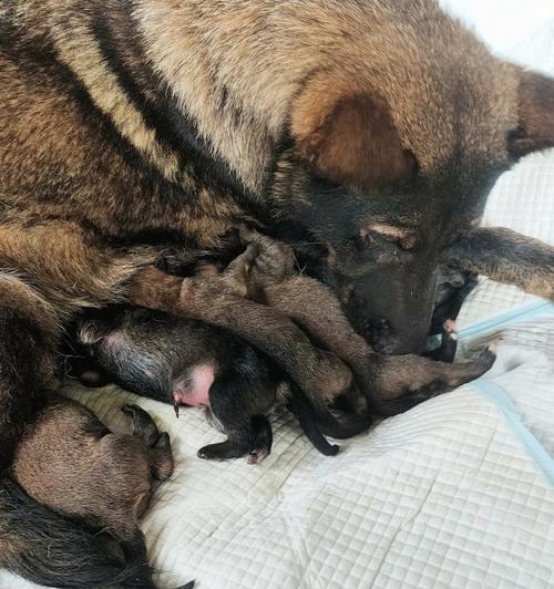 母犬产后泌乳时间与哺乳关键要点