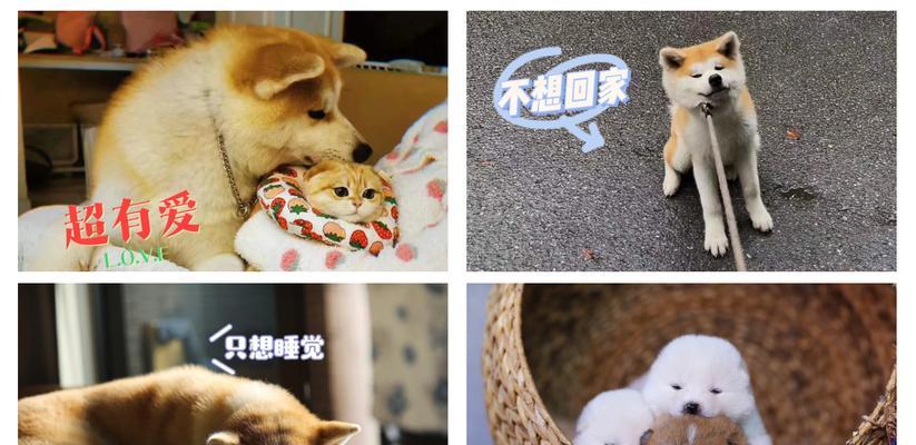 文章详情图片