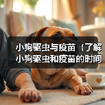 小狗驱虫与疫苗（了解小狗驱虫和疫苗的时间表，让您的宠物远离病菌和寄生虫）（图1）