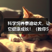 科学饲养泰迪幼犬，让它健康成长！（教你5个科学的方法，让泰迪宝宝快乐成长）（图4）