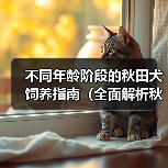 不同年龄阶段的秋田犬饲养指南（全面解析秋田犬在不同年龄阶段的饲养要点与技巧）（图3）