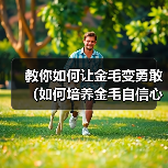 金毛如何变勇敢 养护指南和有效训练方法