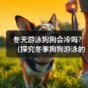 冬季狗狗游泳保暖指南及注意事项