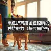 黑色折耳猫金色眼睛的成因与独特魅力
