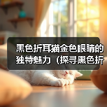 黑色折耳猫金色眼睛的独特魅力（探寻黑色折耳猫金色眼睛的美丽秘密）（图3）