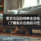 如何正确饲养紫衣仓鼠：要点与注意事项全解析