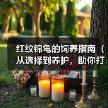 红纹锦龟的饲养指南（从选择到养护，助你打造健康的锦龟生活）（图3）
