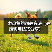 象鼻鱼的饲养方法（养殖实用技巧分享）（图2）