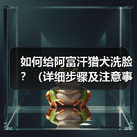 如何给阿富汗猎犬洗脸？（详细步骤及注意事项。）（图2）