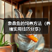 象鼻鱼的饲养方法（养殖实用技巧分享）（图4）