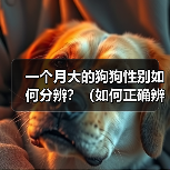 如何准确分辨一个月大狗狗性别及护理要点