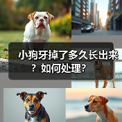 小狗牙掉了多久长出来？如何处理？（图4）