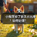 小狗牙掉了多久长出来？如何处理？（图2）