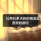 拉布拉多犬的价格及最喜欢的部位(图2) 拉布拉多犬的价格及最喜欢的部位(图2)