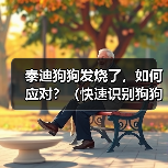 泰迪狗狗发烧了,如何应对?(快速识别狗狗发烧的症状及应对方法)(图2) 泰迪狗狗发烧了,如何应对?(快速识别狗狗发烧的症状及应对方法)(图2)