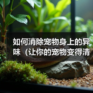 如何消除宠物身上的异味（让你的宠物变得清新自然）（图2）