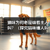猫咪频繁叫闹如何应对？科学解读原因与解决方法