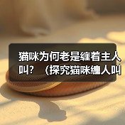 猫咪为何老是缠着主人叫？（探究猫咪缠人叫的原因及如何应对）（图2）