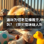 猫咪为何老是缠着主人叫？（探究猫咪缠人叫的原因及如何应对）（图3）