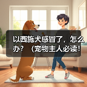 以西施犬感冒了，怎么办？（宠物主人必读！掌握这些关键信息，救救你的萌宠！）（图3）