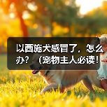 西施犬感冒症状表现及护理指南