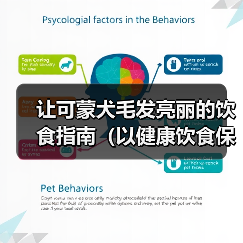 可蒙犬饮食管理秘籍：被毛保养关键要素
