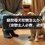 藏獒母犬发情期科学护理全攻略
