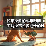 拉布拉多的成年时期（了解拉布拉多成长的过程，让它健康快乐地成年）（图1）