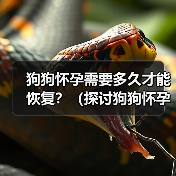 狗狗怀孕需要多久才能恢复？（探讨狗狗怀孕后的恢复周期与关键因素）（图1）
