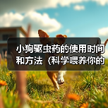 小狗驱虫药的使用时间和方法（科学喂养你的小狗，健康守护从驱虫开始）（图4）