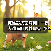 克维舒抗菌病例 | 一例犬跳蚤叮咬性皮炎（FAD）的病例分析（图2）