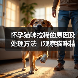 怀孕猫咪拉稀的原因及处理方法（观察猫咪精神状态，细心呵护怀孕宝贝）（图4）
