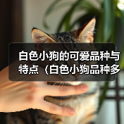 白色小狗的可爱品种与特点（白色小狗品种多样，个性各异）（图2）