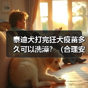 泰迪犬接种狂犬疫苗后洗澡时间安排指南