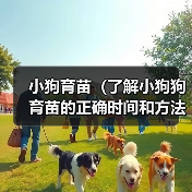 小狗狗育苗指南：科学接种保护健康成长
